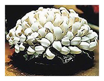 Pair Porcelain Chrysanthemum