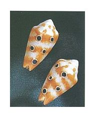 Sargasso Sea Enamel Earrings